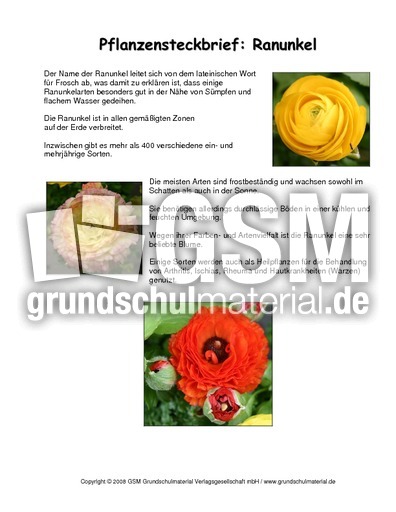 Steckbrief-Ranunkel.pdf